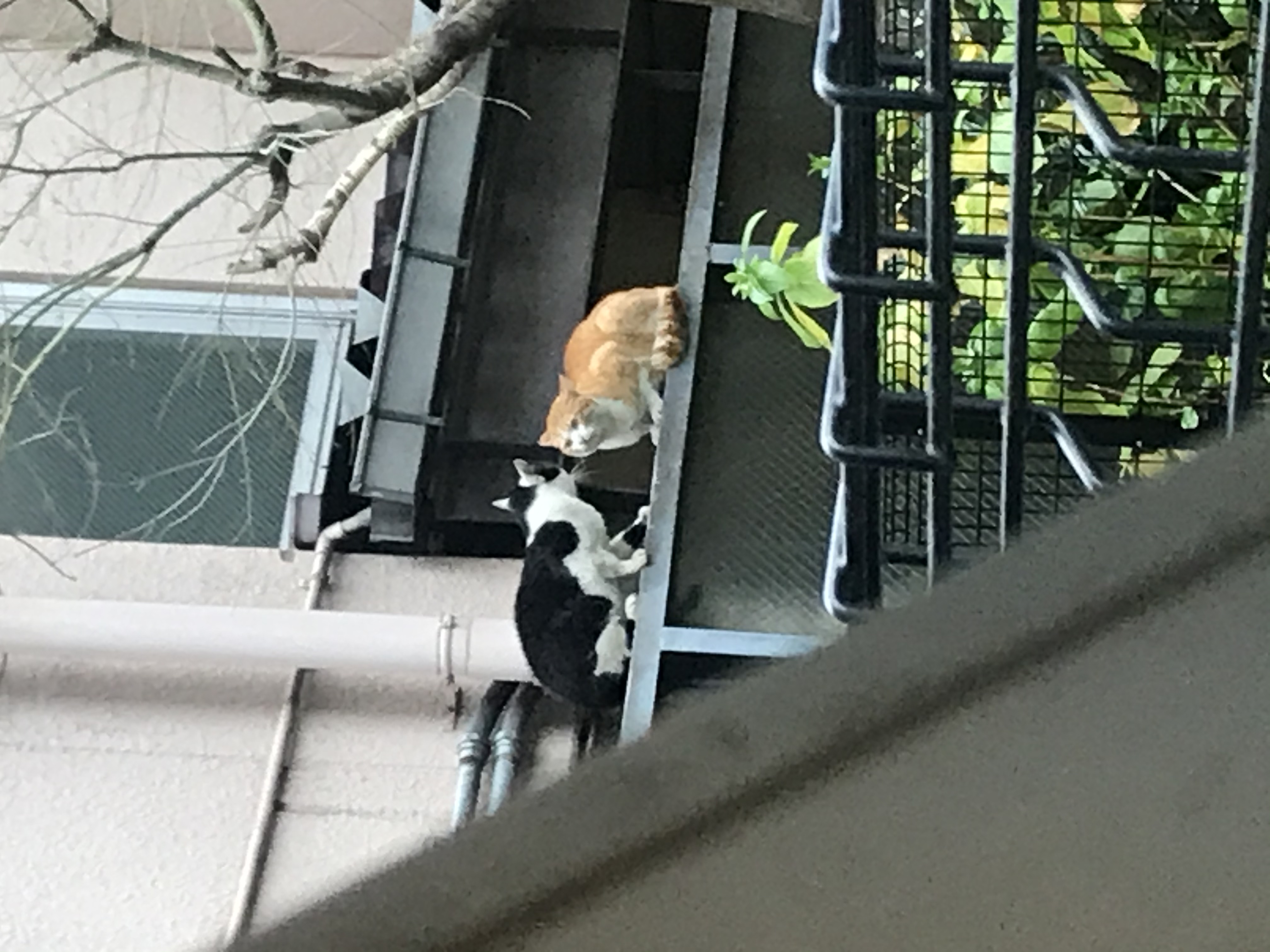 小林(2/24より大人のやすらぎSPAへ移籍)