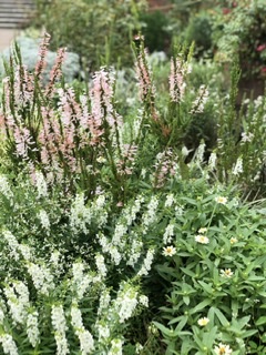 木内ねね(11/20復帰)