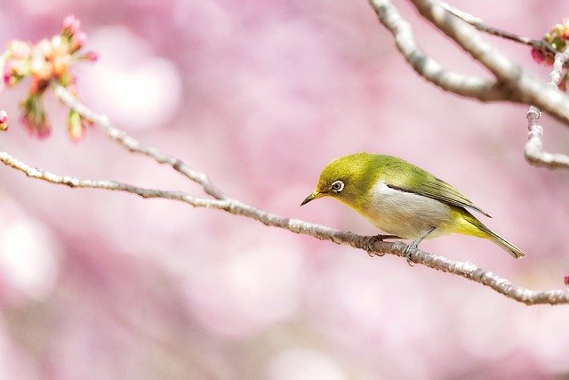 望月まこ