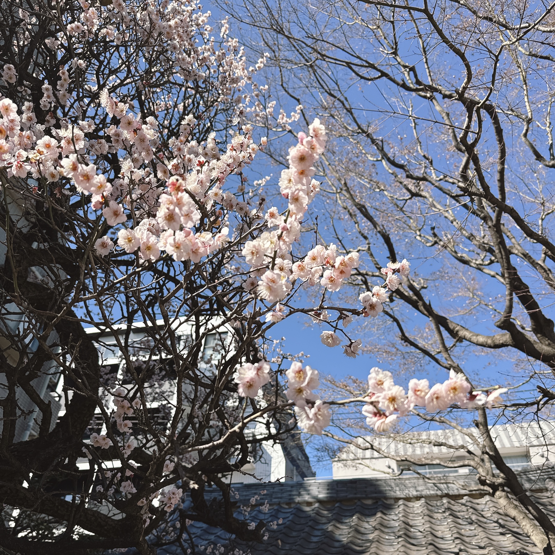 内田まい