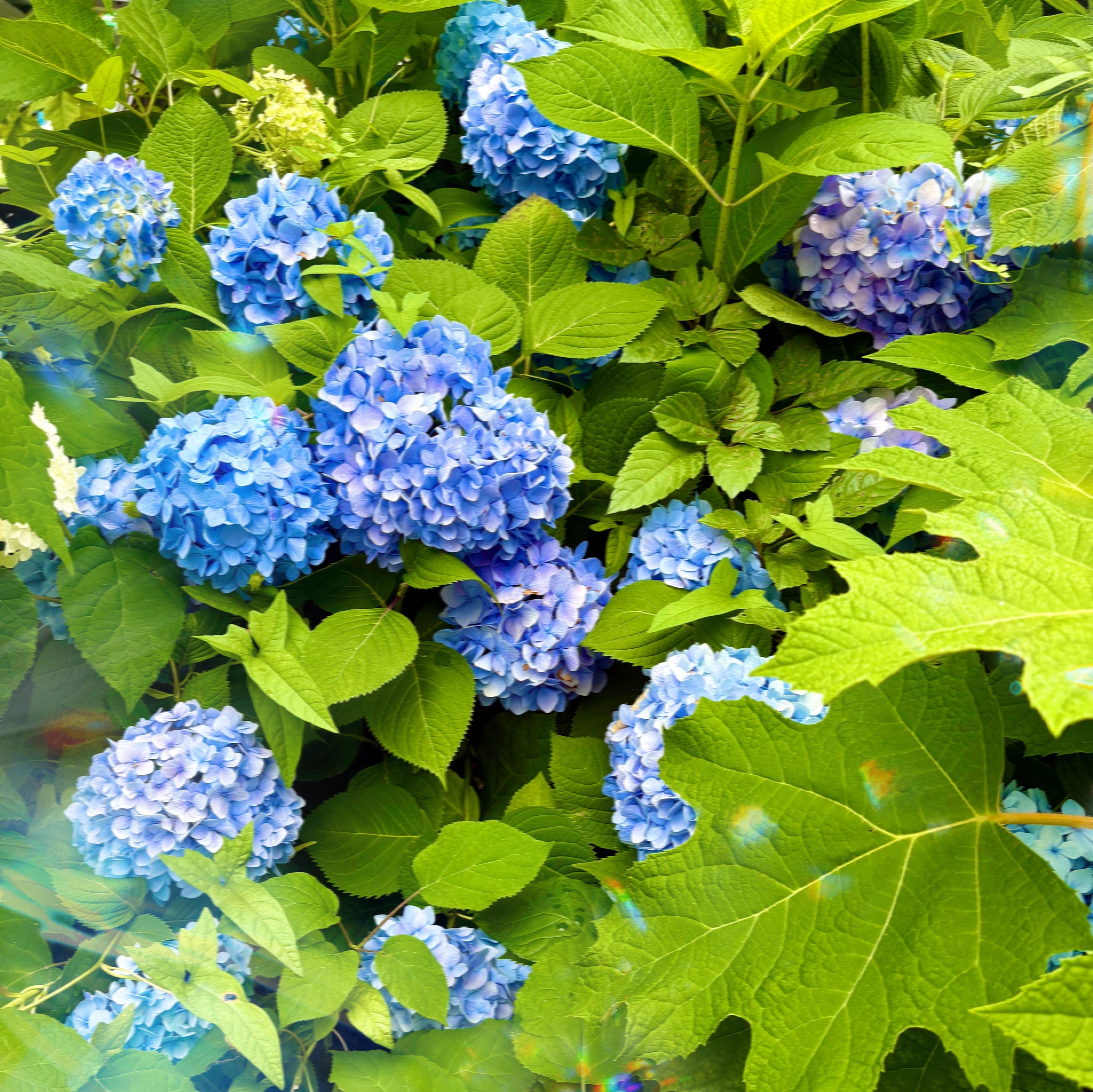 七瀬ゆず
