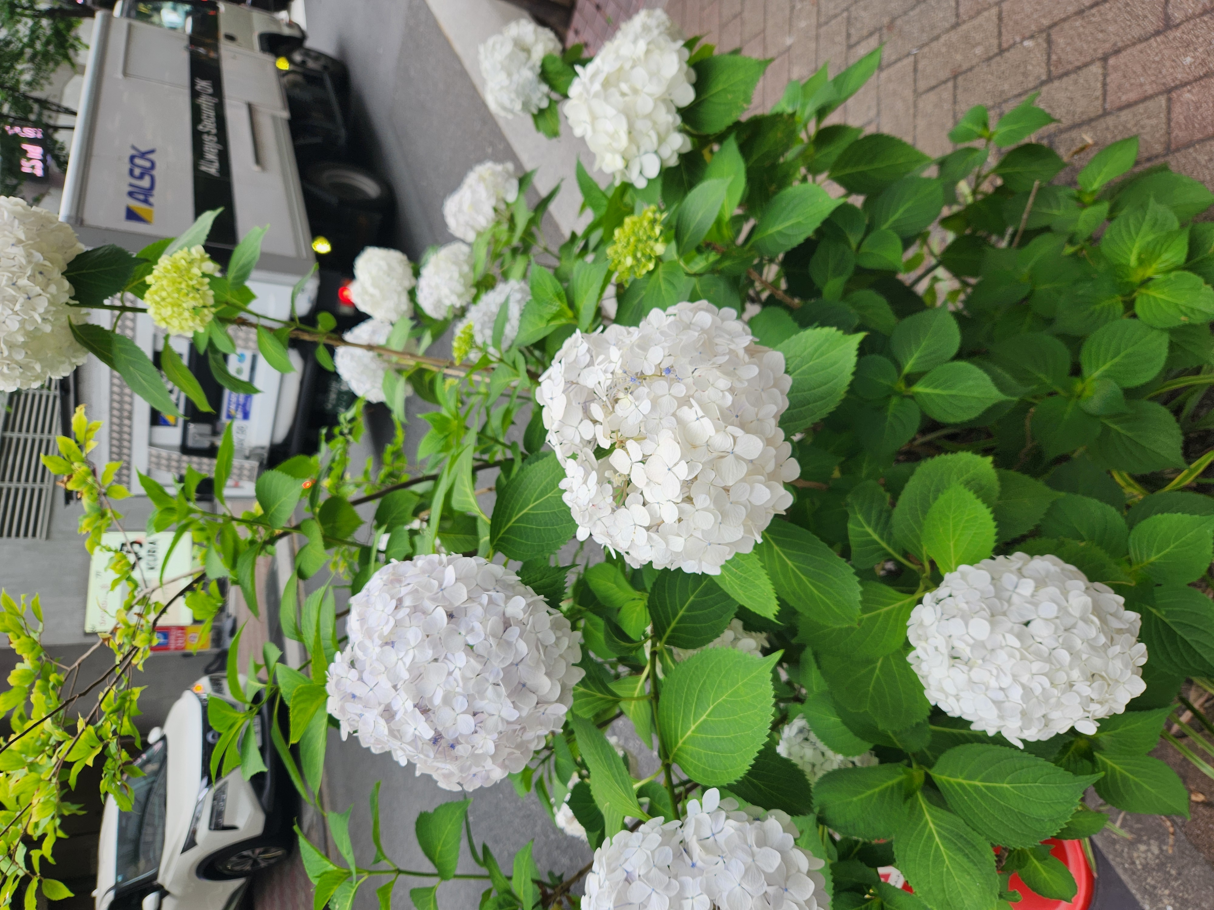 天野さゆり