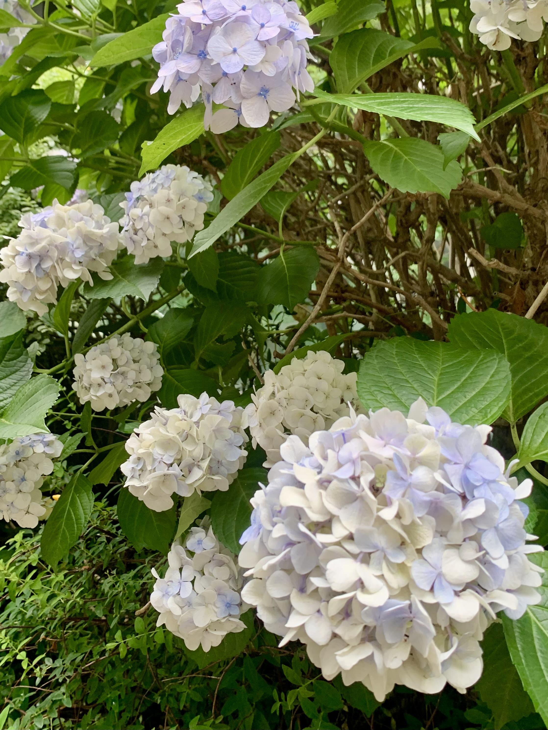 三井まや